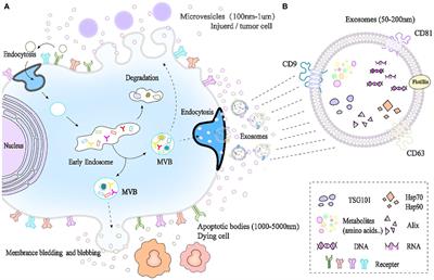 The role of mesenchymal stem cells in attenuating inflammatory bowel disease through ubiquitination